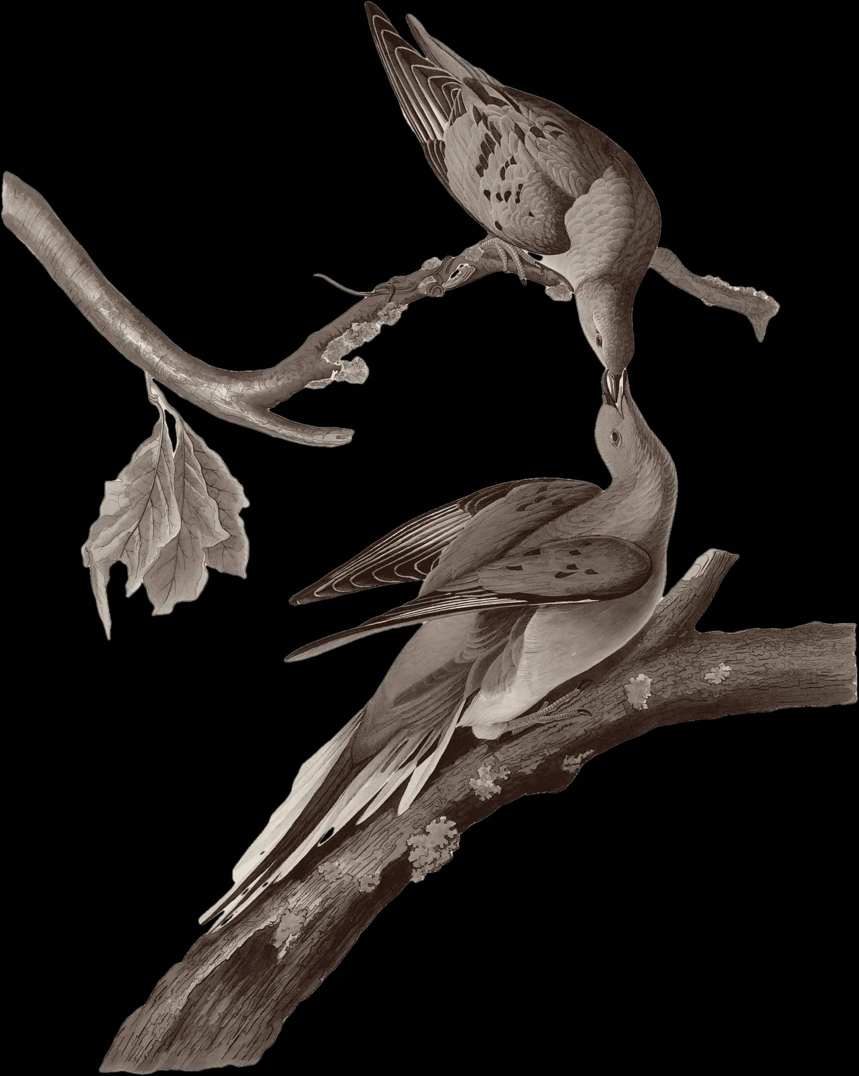 Audubon's passenger pigeons, cut out on crimson