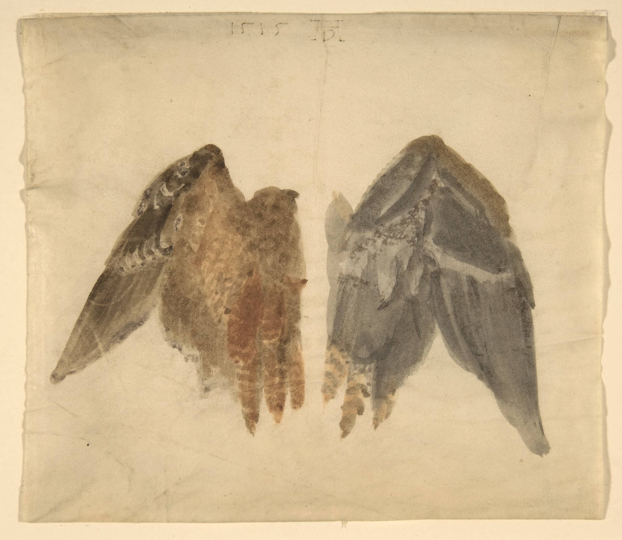 Bittern's Wings by Albrecht Dürer, 1515, watercolour on vellum (The Met)